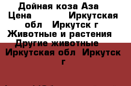 Дойная коза Аза. › Цена ­ 6 500 - Иркутская обл., Иркутск г. Животные и растения » Другие животные   . Иркутская обл.,Иркутск г.